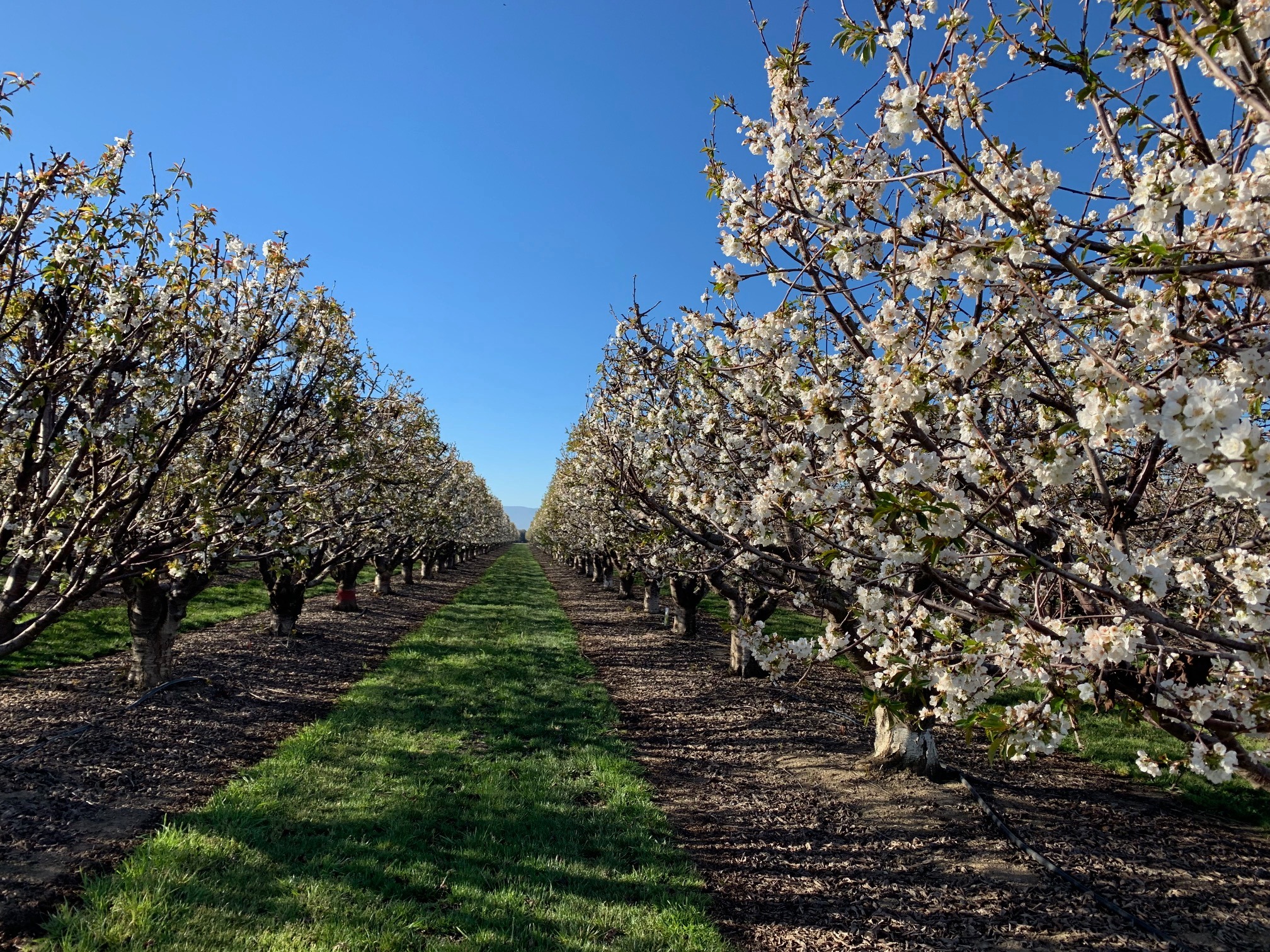 Blossoming orchard rows