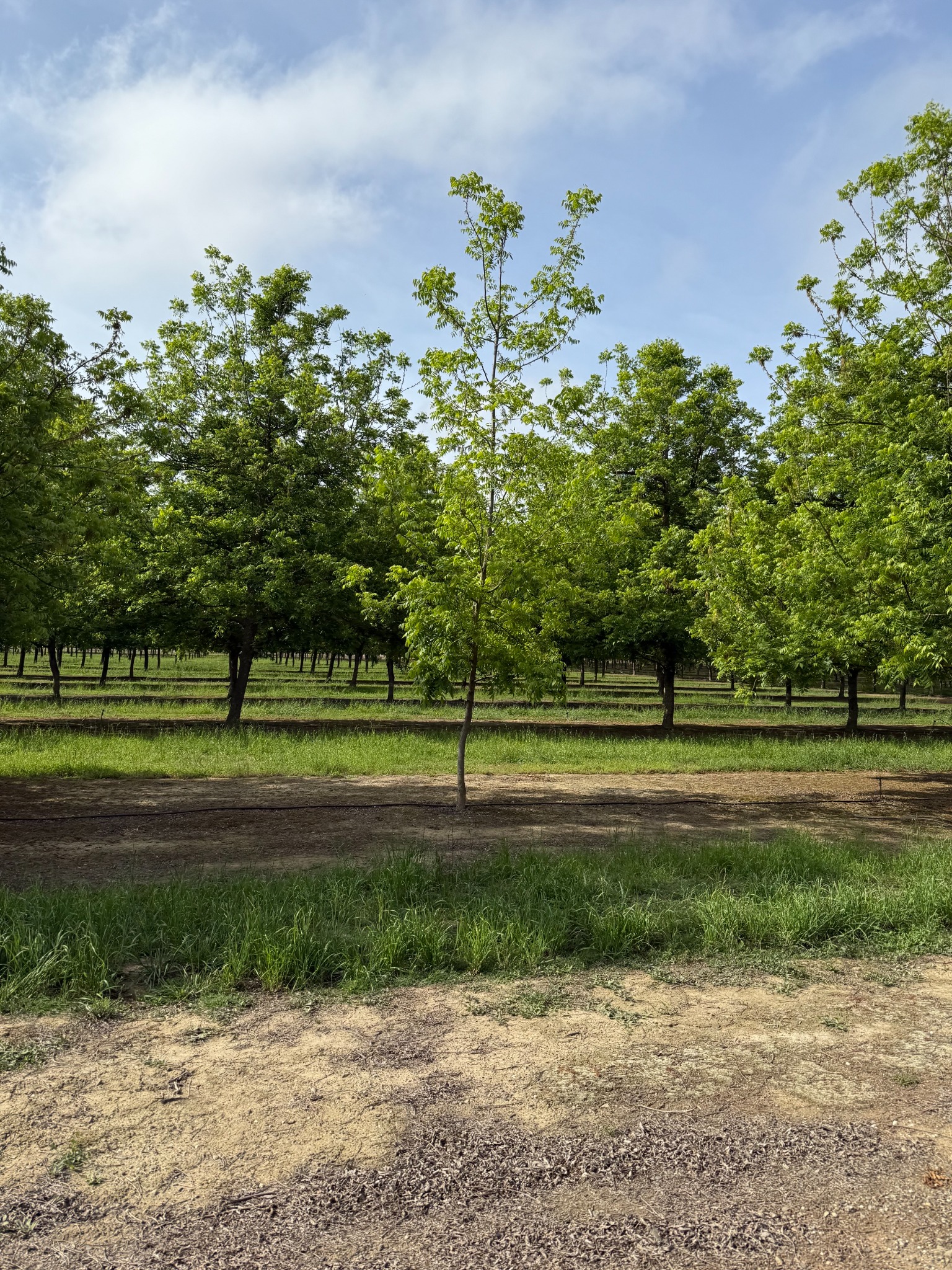 Orchard landscape
